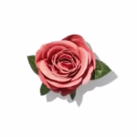رژ گونه گل رز شیگلم - Image 2